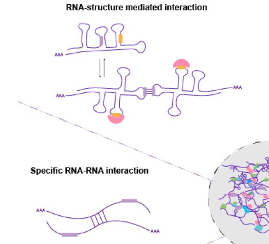 rna1